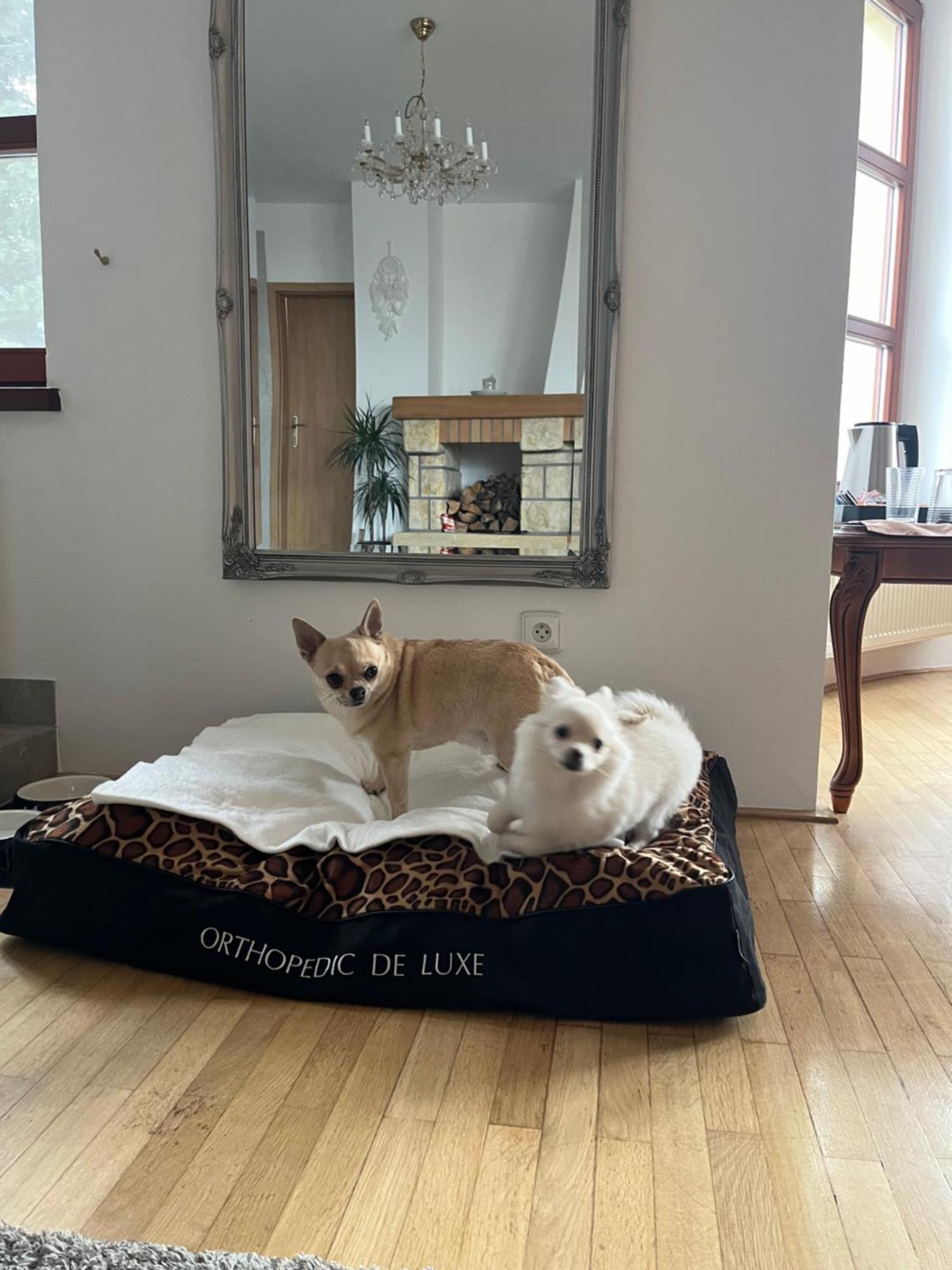 Dogs Resort And Spa Horni Bezdekov Zewnętrze zdjęcie